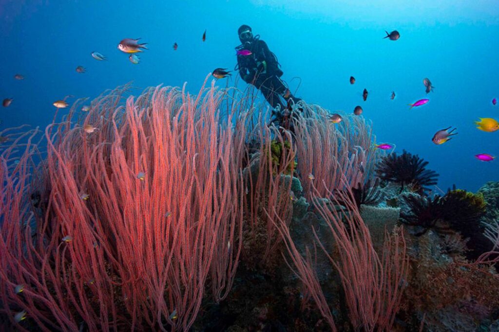 Kimbe Bay, Papua New Guinea
