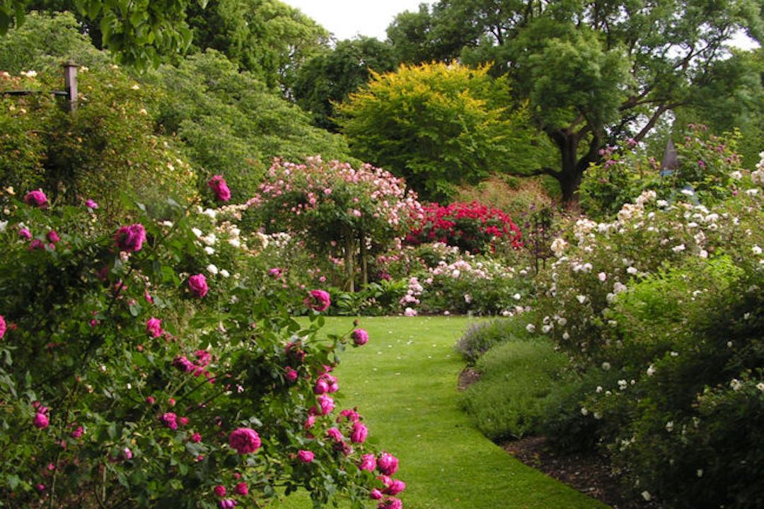 Path surrounded by flowers