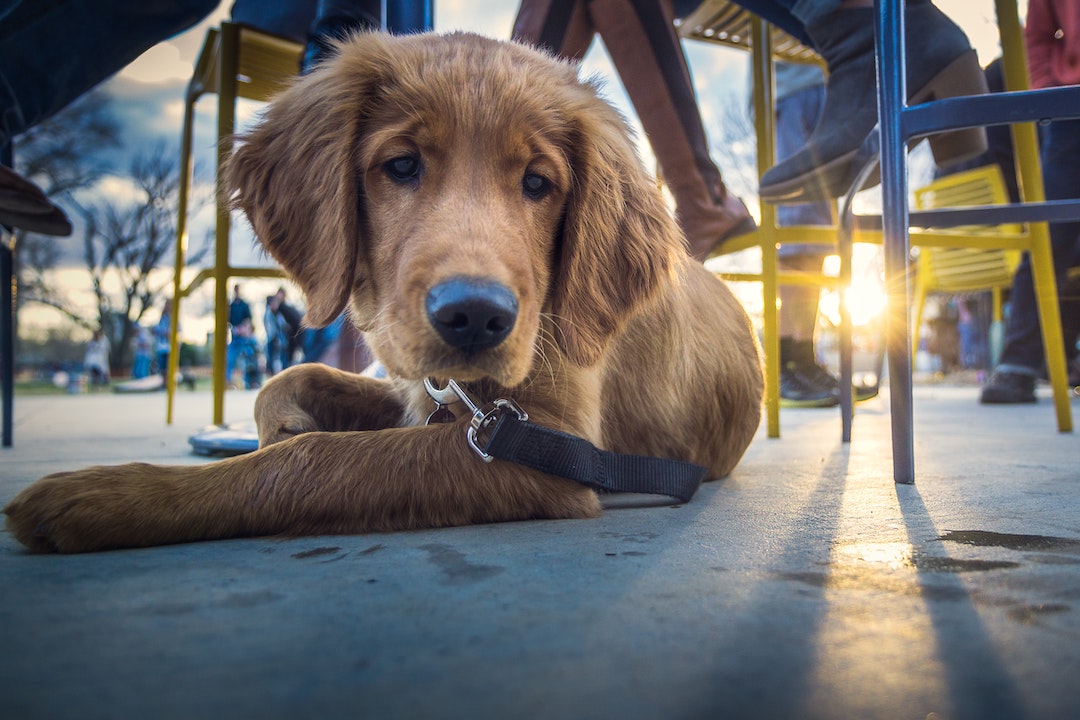 dog-friendly venues in Auckland