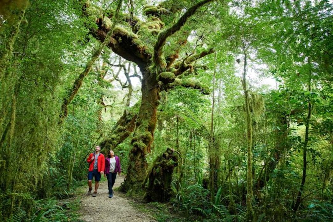 People walking through forest