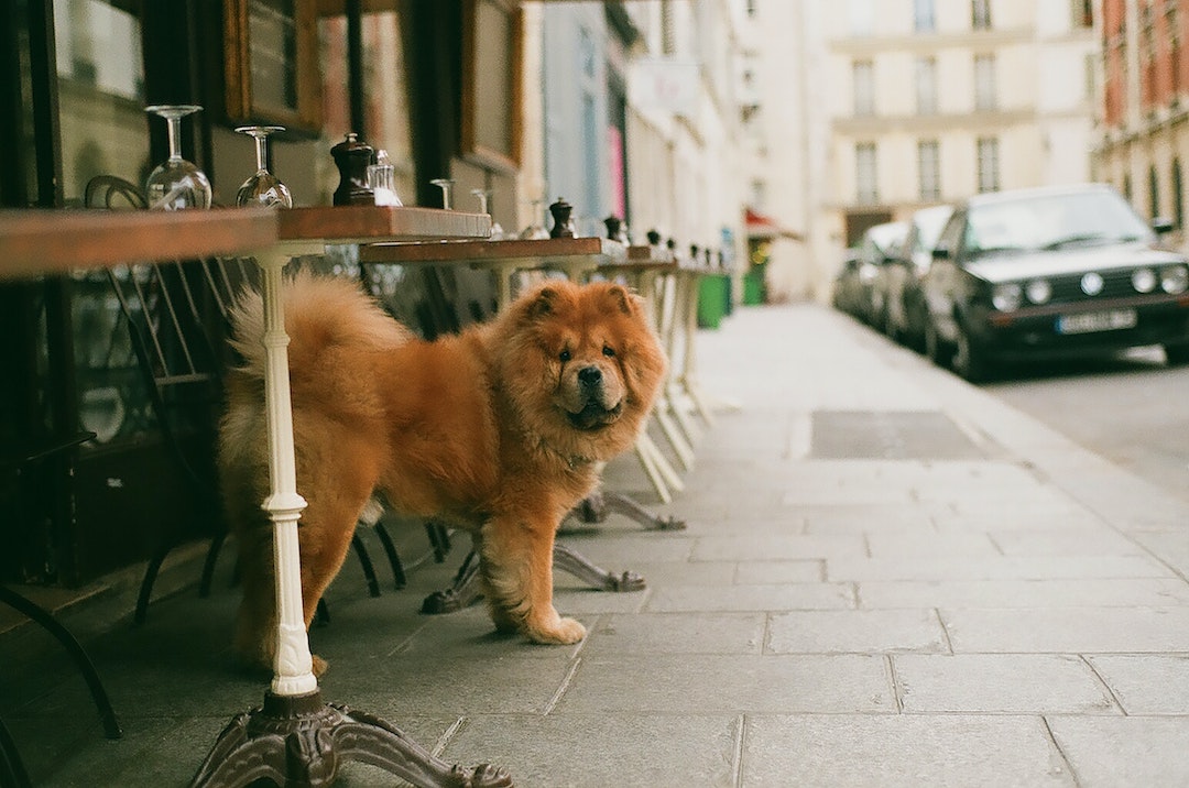dog-friendly spots in Wellington