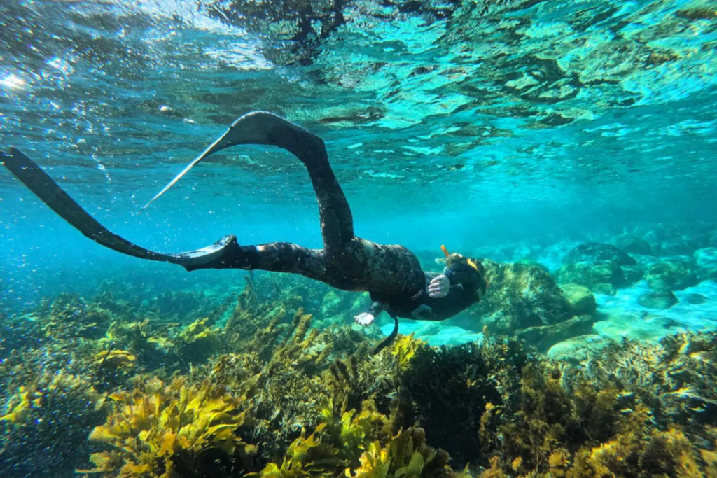 From Reefs to Wrecks: The 10 Best Dive Spots on the North Island