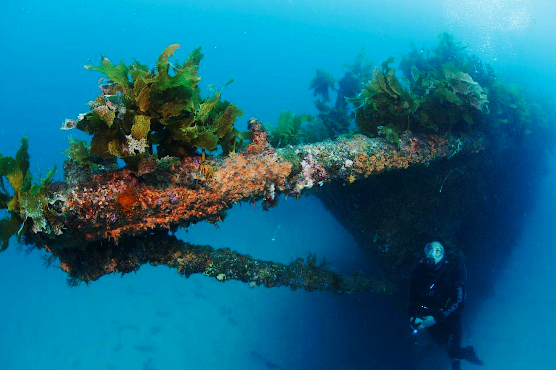 From Reefs to Wrecks: The 10 Best Dive Spots on the North Island
